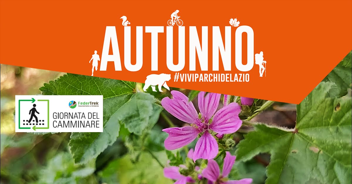 Cammino alla scoperta delle erbe alimurgiche selvatiche di stagione